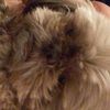 abbymusc